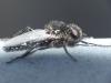 Bibio sp.